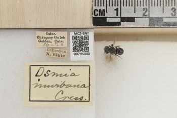 Media type: image;   Entomology 795040 Aspect: Labels